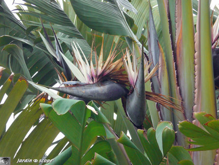8874_Strelitzia_nicola__fleur