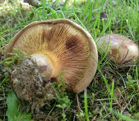 Paxille_enroul_15