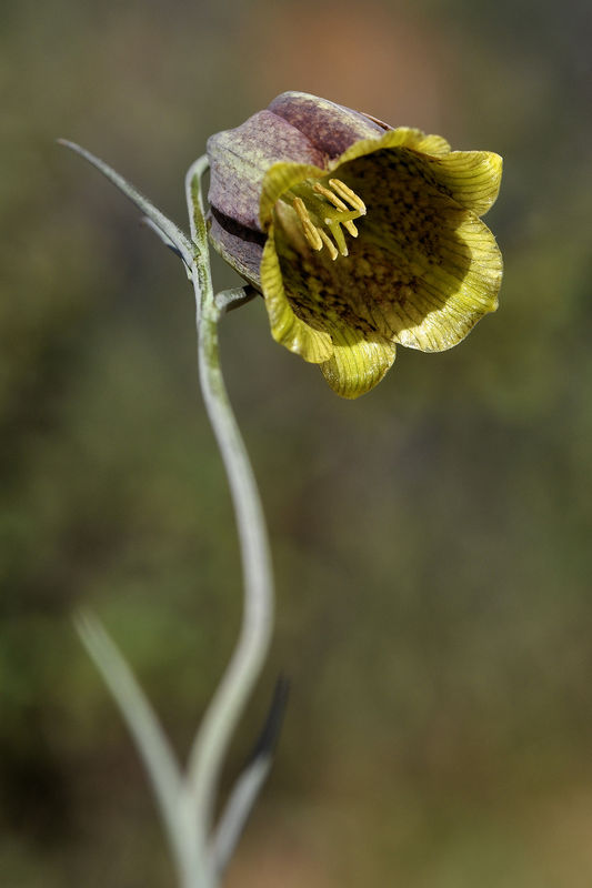 _DSC0203_Fritillaria_pyrenaica