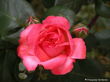 FV-rose_rose1743