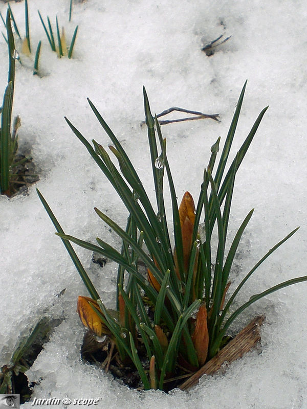 Les crocus ont bien du courage sous cette neige !