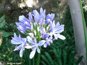 8818_Agapanthe