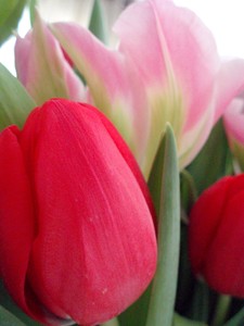tulipe_2