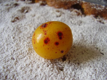 clafoutis_aux_mirabelles_006