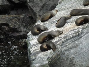 Fur seals in Milford Sound