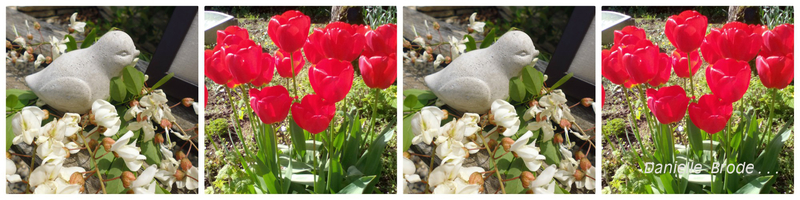 les tulipes de son jardin 1