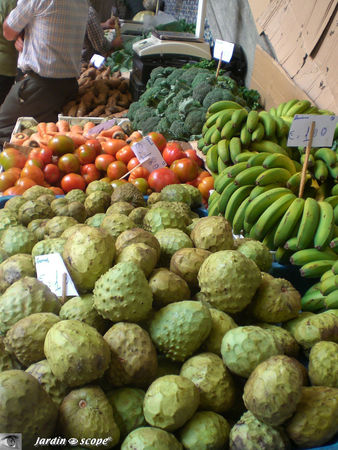 9042_Anones_et_bananes