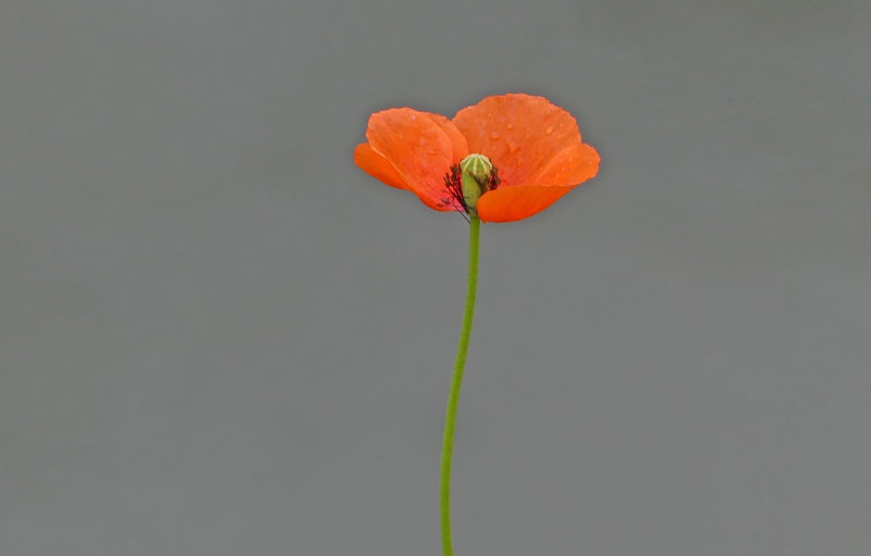 Coquelicot partiel gouttes 270423