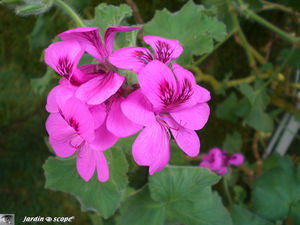 9405_Pelargonium