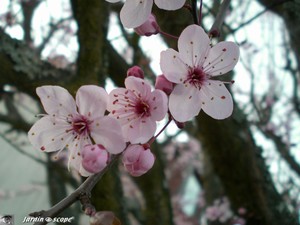 Prunus_fleur_macro