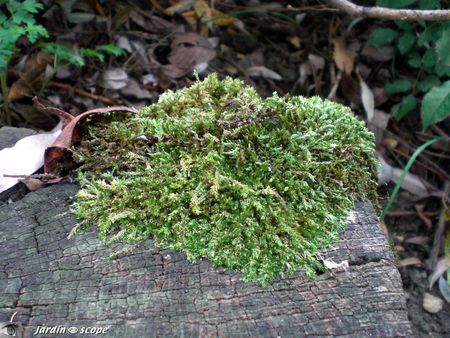 Mousse-sur-bois