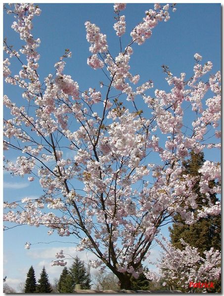 cerisier_japonais1