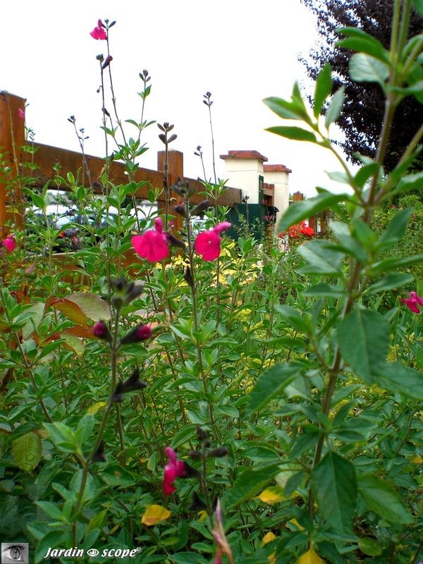 Salvia microphylla ‘grahamii'