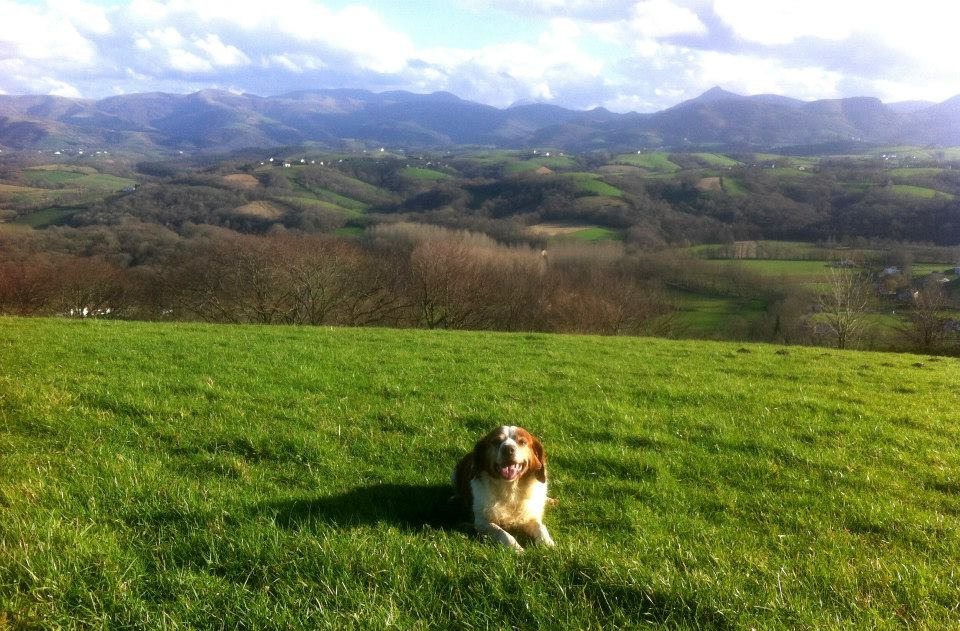 siensien à la campagne