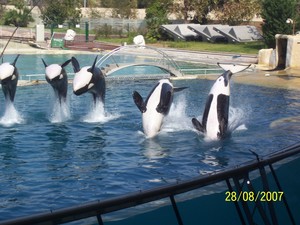 marineland_28_aout_016