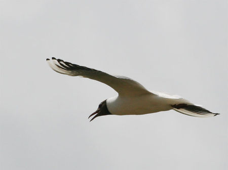 mouette_rieuse_crie