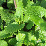 Avril, le vert se renforce et cookingout passe à l’action recettes Cookingout passe à locre pour Juillet