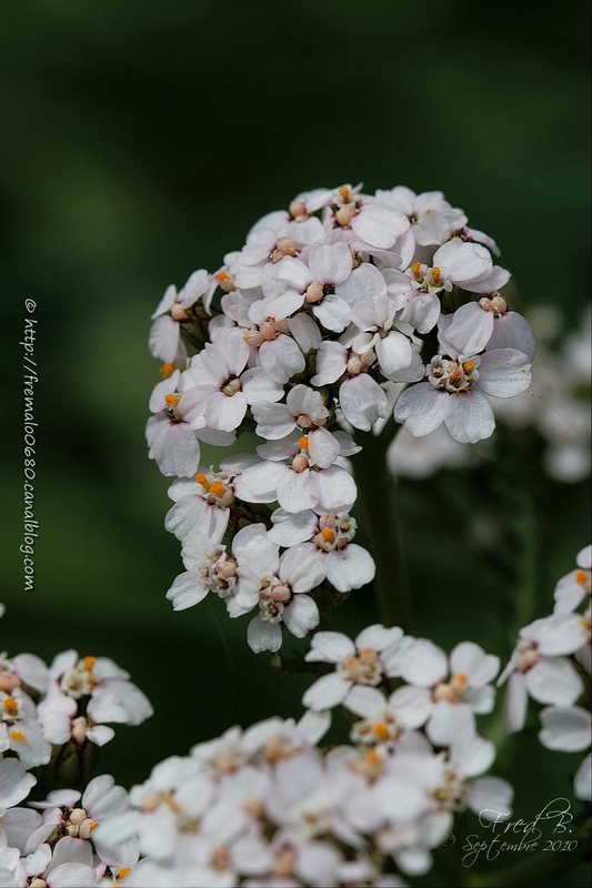 Achillea millefolium