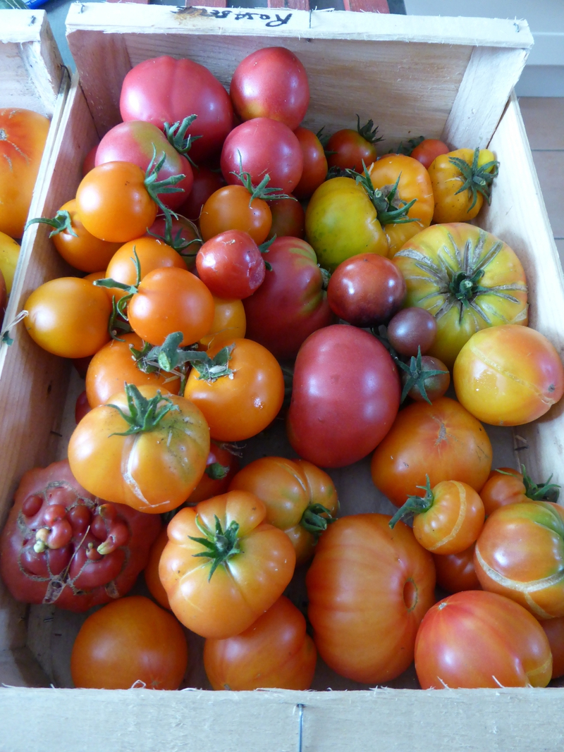 30-tomates du jour (3)