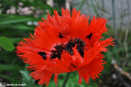 Papaver-Orientale-Türkenlouis