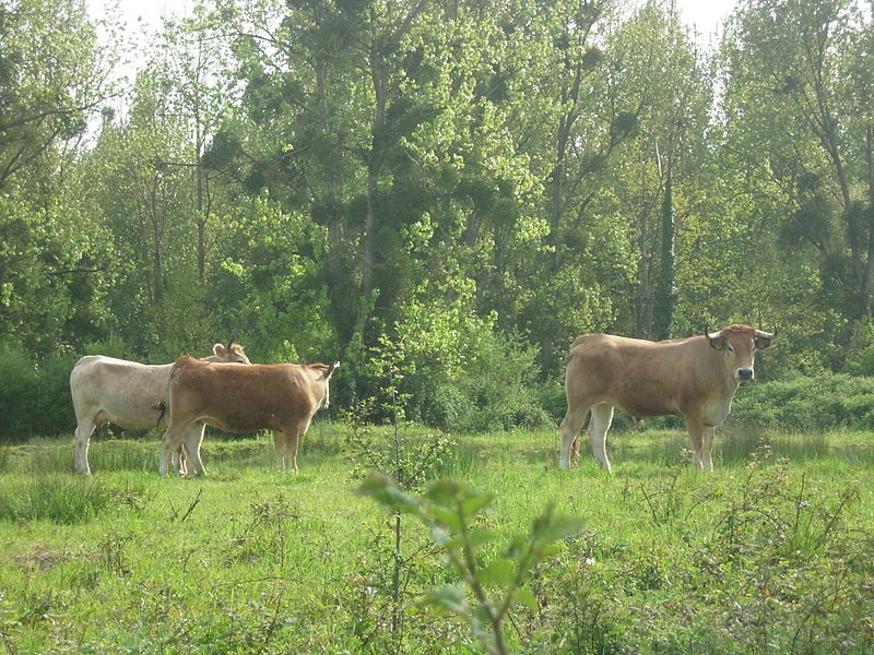 VACHES NANTAISE