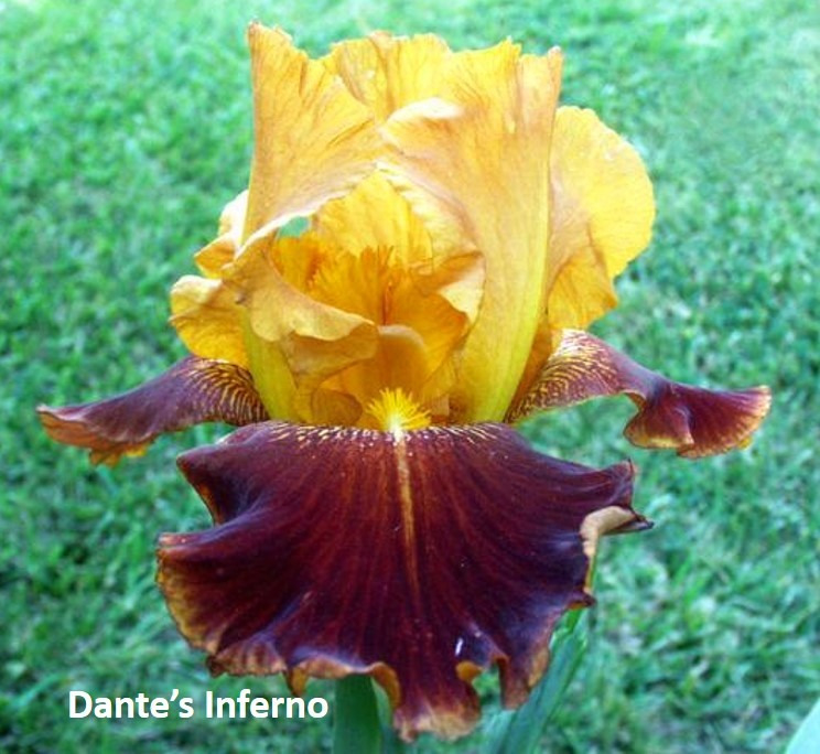 iris Dante's Inferno