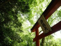 torii-in-green