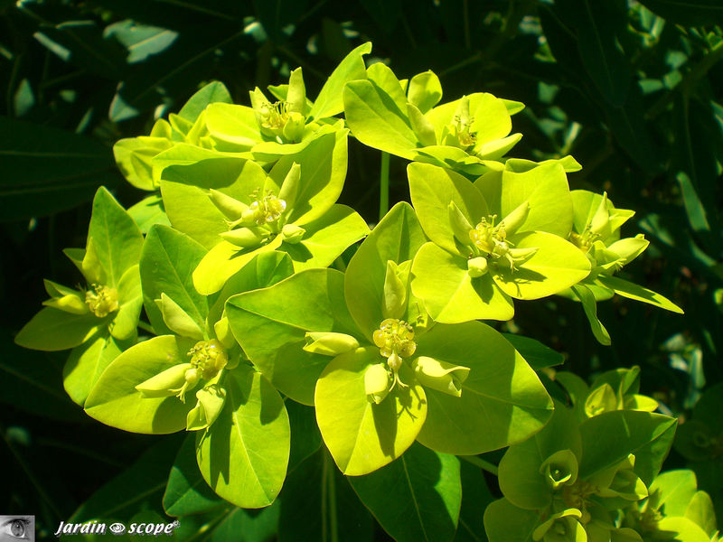 Euphorbia polychroma vert-acidulé