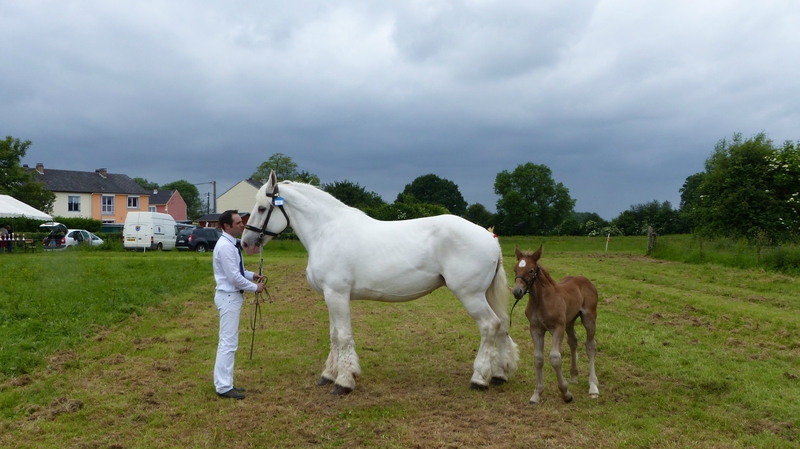 Ostine 11 - 12 Juin 2016 - Concours d'élevage local - Bernaville - 3e ex-aequo (Suitées)