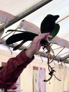 Atelier de conseils de culture, refloraison et rempotage d'Orchidées