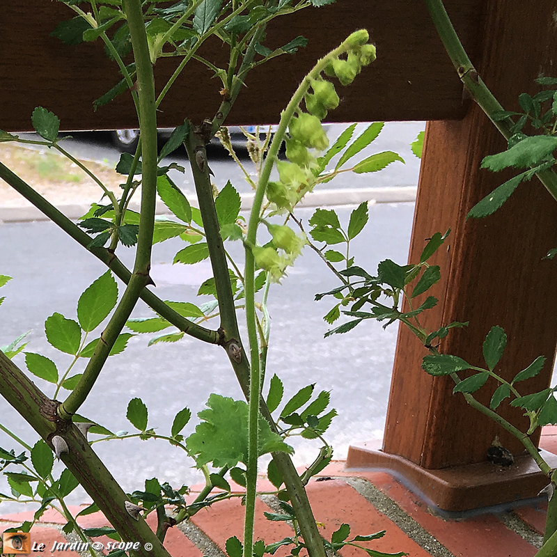 Tellima grandiflora - fleurs