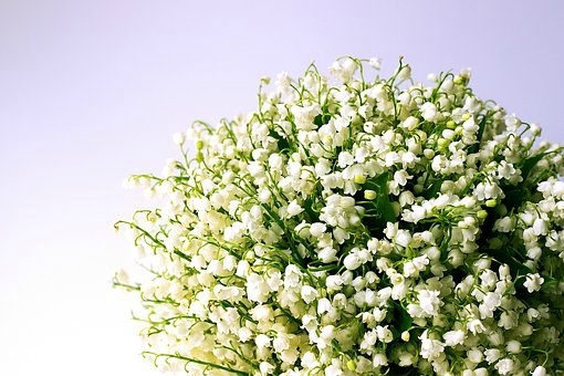 lily-of-the-valley-1693516__340