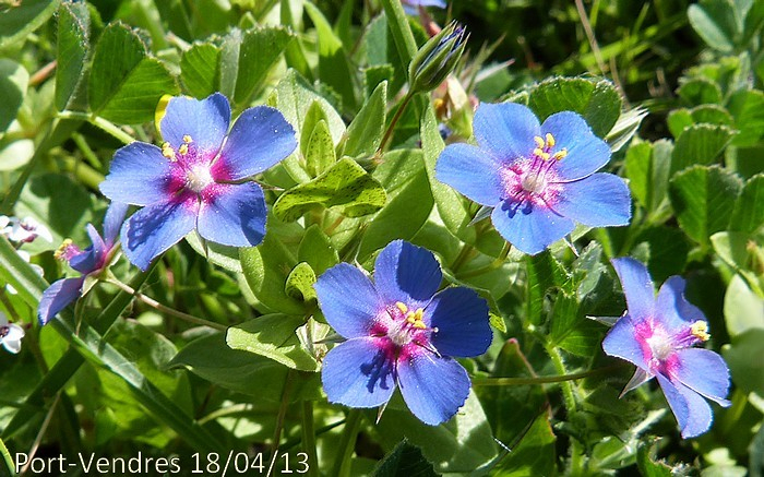 fleurs parfois bleues