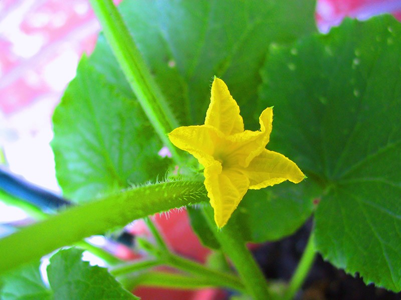 fleur du concombre