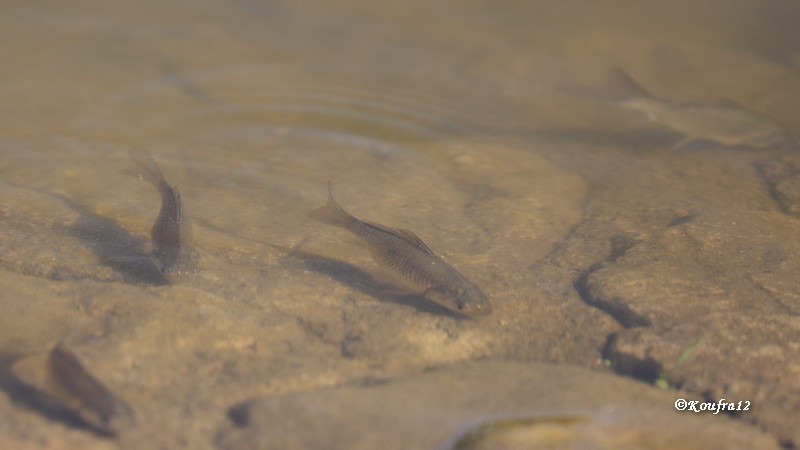 Photos JMP©Koufra12 - Le Caylar - Poissons - 21102018 - 0024