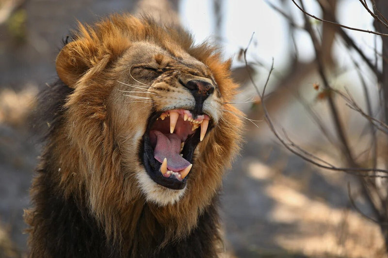 lionbelgique