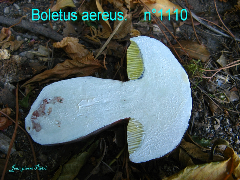 Boletus aereus n°1110