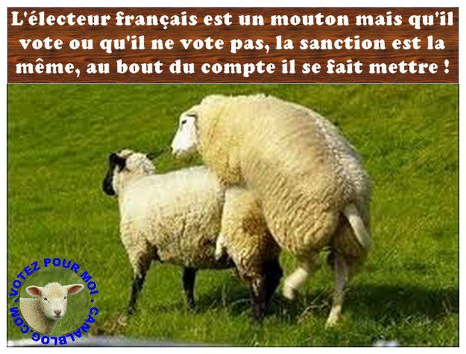 MOUTONS1