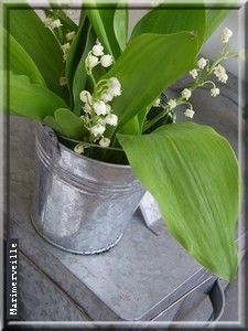 Muguet