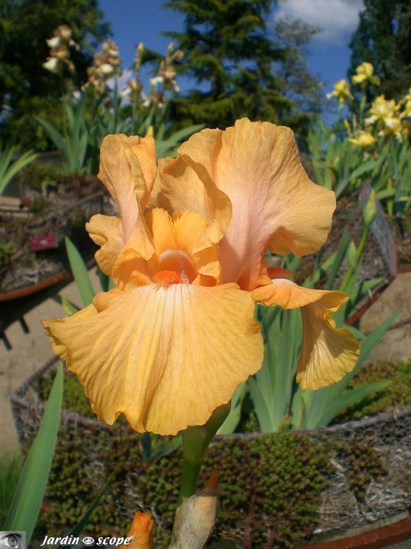 Iris
