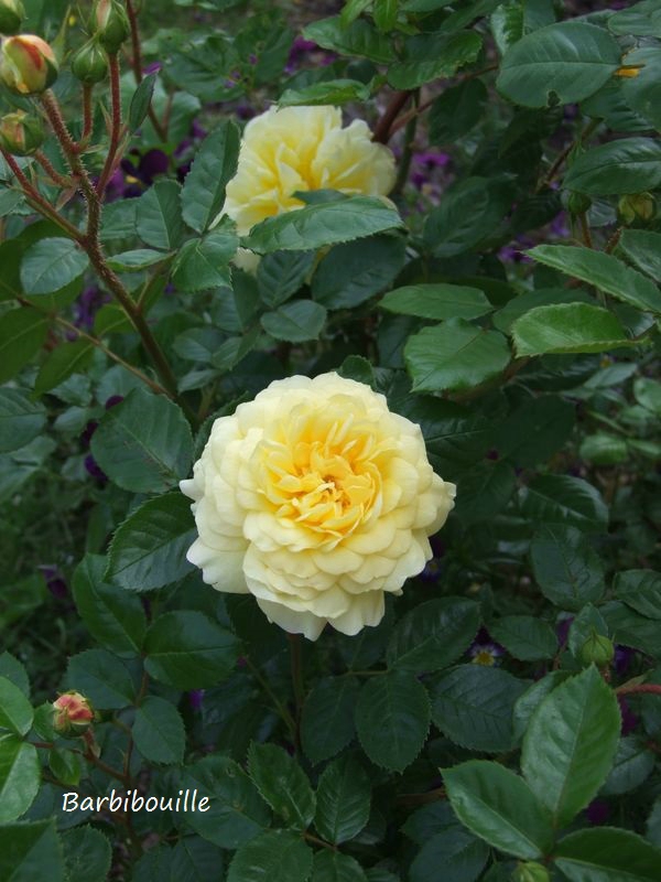 rose jaune 24 Mai15