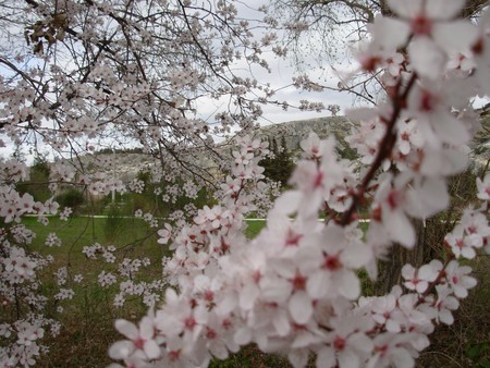 printemps_cavaillon_010