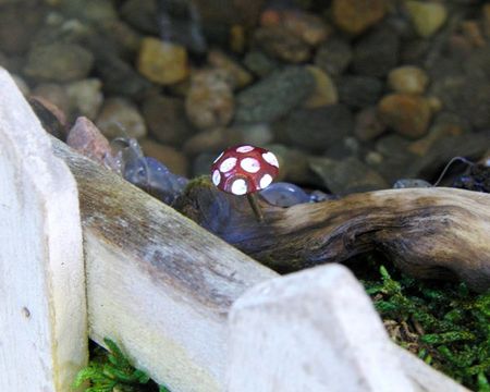 mini champignon
