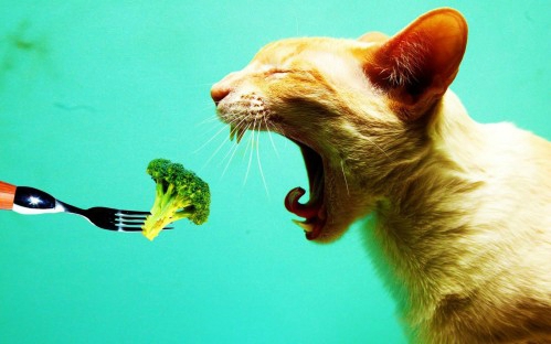 chat vegan