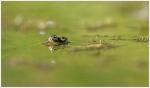 6 Galuchet grenouille oeil 1 300716