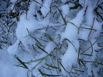 Neige_au_lac_de_Frace_02_12_2010_007