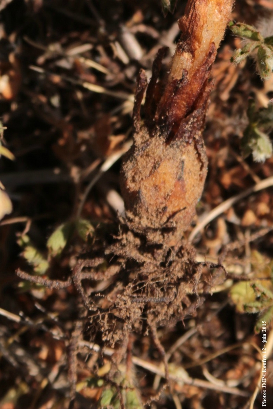 Photos JMP©Koufra 12 - Le Mas - blog - 2015-06-06- 00007_cr2