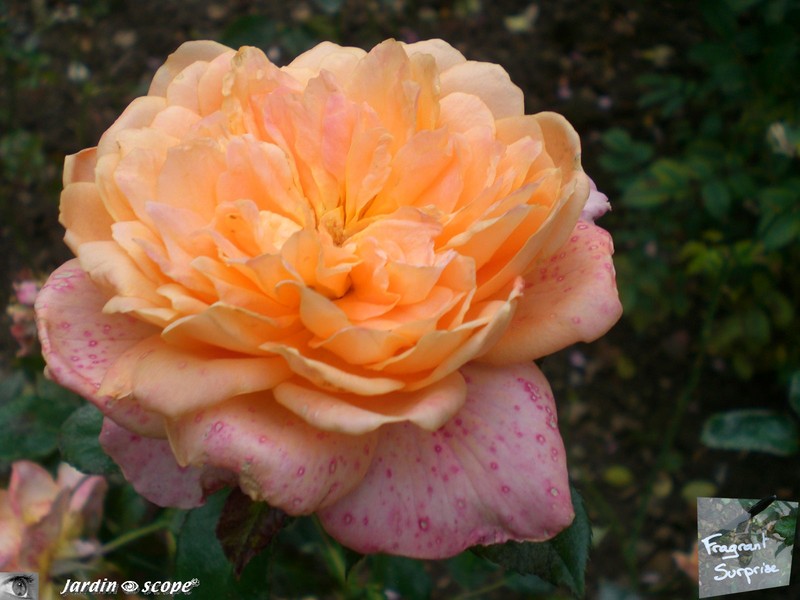 Rose 'Fragrant Surprise'