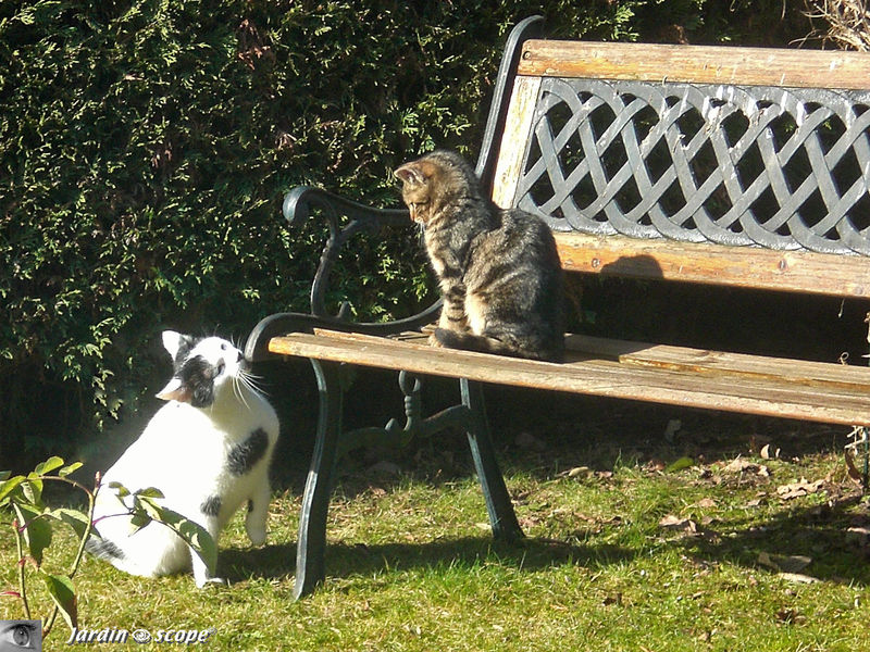 Entre chats autour du banc du jardin