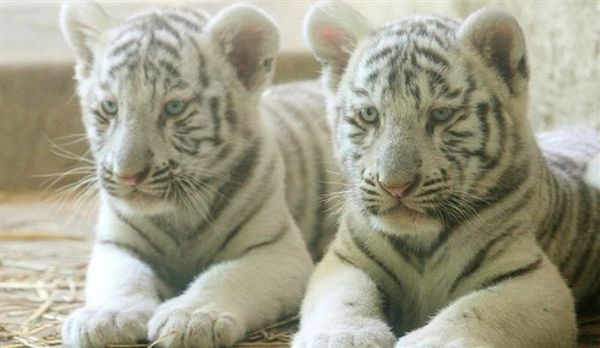 des-petits-tigres-blancs-qui-quitteront-bientot-touroparc-pour-rejoindre-d-autres-zoos-photos-dr